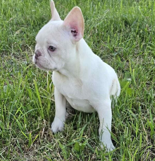 Zhadar French Bulldog Zhadar French Bulldog
