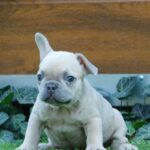 Ziwa-female-french-bulldog-puppy-for-sale- (1)