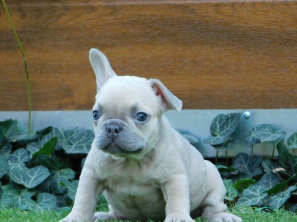 Ziwa French Bulldog Ziwa French Bulldog