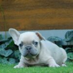 Ziwa-female-french-bulldog-puppy-for-sale- (2)