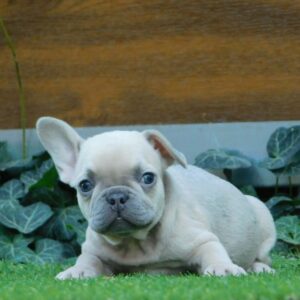 Ziwa French Bulldog Ziwa French Bulldog