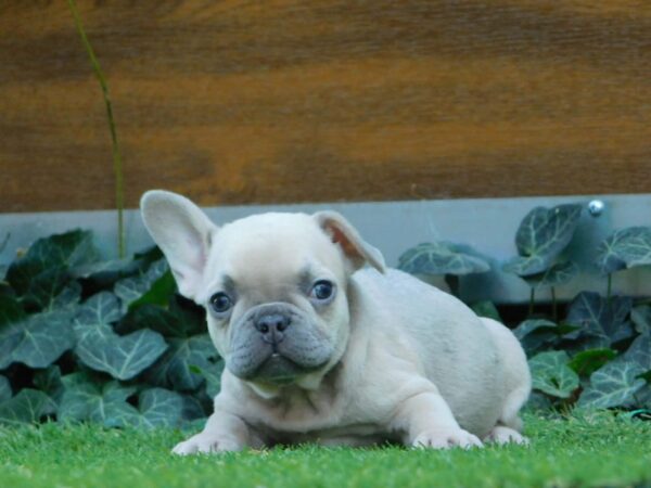 Ziwa French Bulldog Ziwa French Bulldog