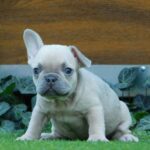 Ziwa-female-french-bulldog-puppy-for-sale- (3)