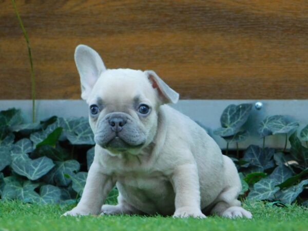 Ziwa French Bulldog Ziwa French Bulldog