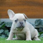 Ziwa-female-french-bulldog-puppy-for-sale- (4)