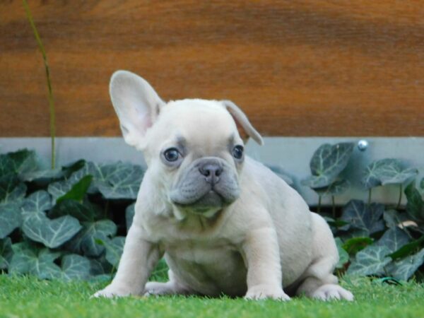 Ziwa French Bulldog Ziwa French Bulldog