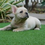 Zorka-female-french-bulldog-puppy-for-sale- (1)