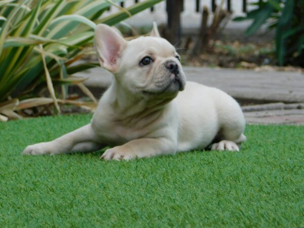 Zorka French Bulldog Zorka French Bulldog