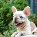 Zorka-female-french-bulldog-puppy-for-sale- (2)