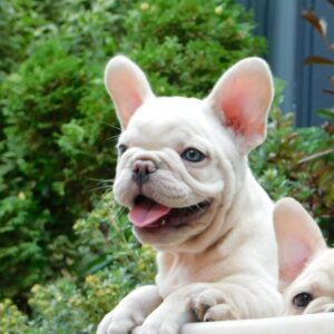 Zorka French Bulldog Zorka French Bulldog