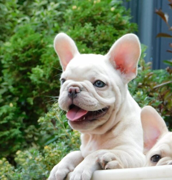 Zorka French Bulldog Zorka French Bulldog