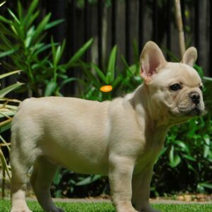 Zorka French Bulldog Zorka French Bulldog