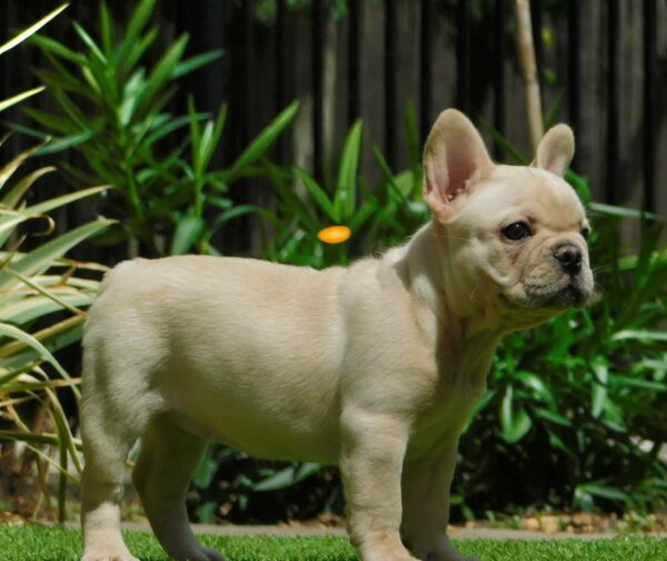 Zorka French Bulldog Zorka French Bulldog