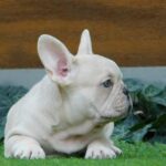 Zorro-male-french-bulldog-puppy-for-sale- (1)