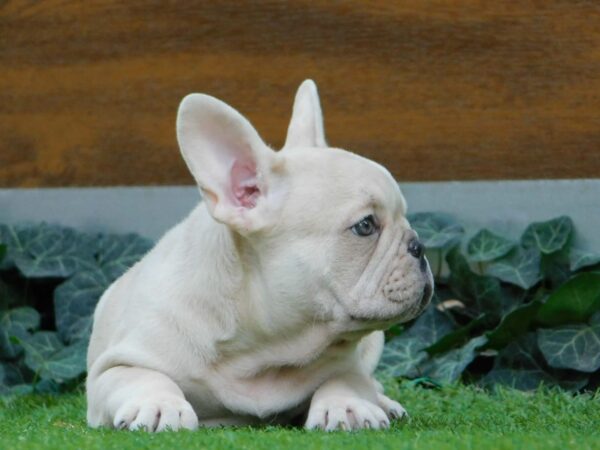 Zoro French Bulldog Zoro French Bulldog