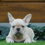 Zorro-male-french-bulldog-puppy-for-sale- (2)