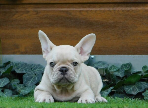 Zoro French Bulldog Zoro French Bulldog