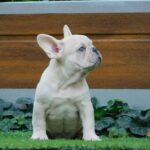 Zorro-male-french-bulldog-puppy-for-sale- (3)