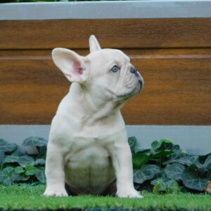 Zoro French Bulldog Zoro French Bulldog