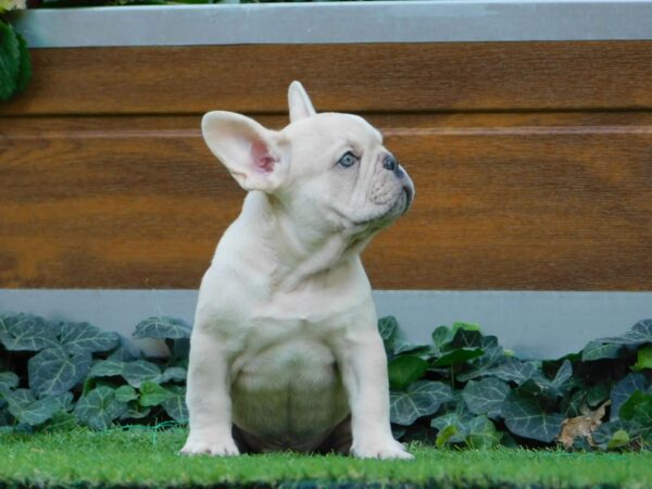 Zoro French Bulldog Zoro French Bulldog