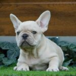Zorro-male-french-bulldog-puppy-for-sale- (4)