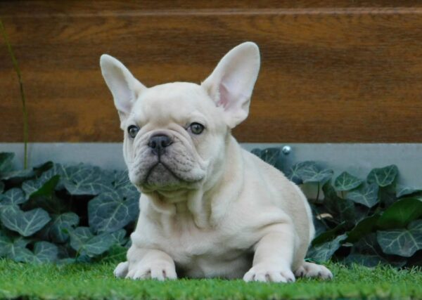 Zoro French Bulldog Zoro French Bulldog