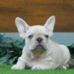 Zorro-male-french-bulldog-puppy-for-sale- (5)