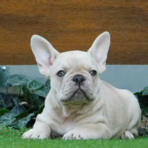 Zoro French Bulldog Zoro French Bulldog