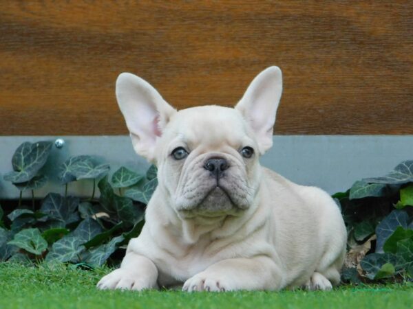 Zoro French Bulldog Zoro French Bulldog