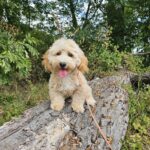 Zumi-male-maltipoo-puppy-for-sale- (1)