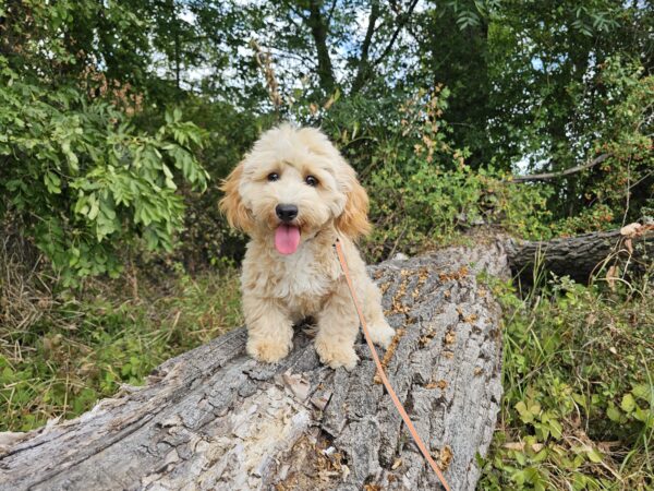 Zumi Maltipoo Zumi Maltipoo