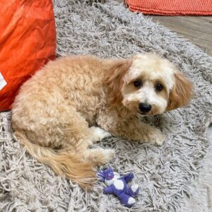 Zumi Maltipoo Zumi Maltipoo