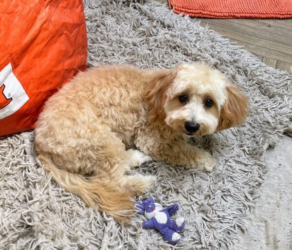Zumi Maltipoo Zumi Maltipoo