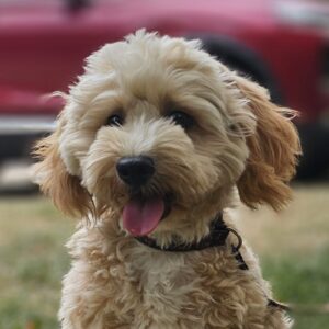Zumi Maltipoo Zumi Maltipoo