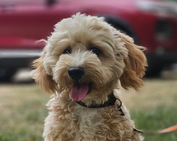 Zumi Maltipoo Zumi Maltipoo