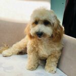 Zumi-male-maltipoo-puppy-for-sale- (2)