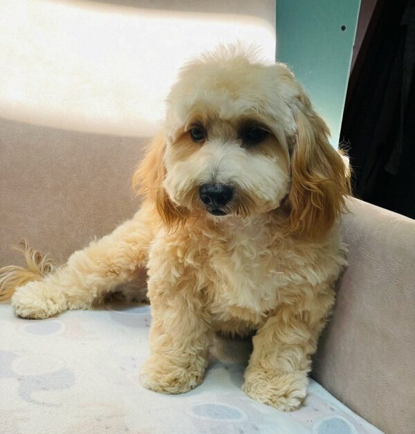 Zumi Maltipoo Zumi Maltipoo