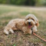 Zumi-male-maltipoo-puppy-for-sale- (3)