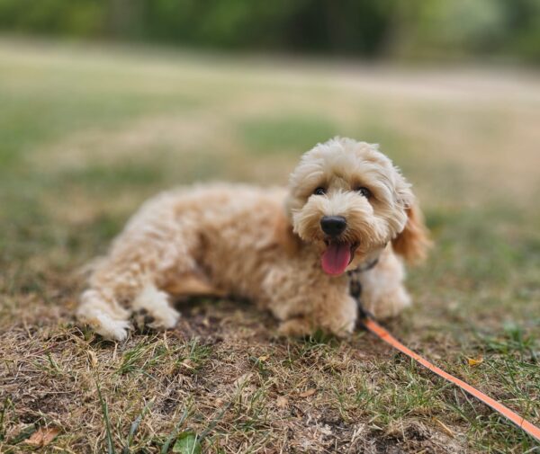 Zumi Maltipoo Zumi Maltipoo