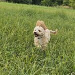 Zumi-male-maltipoo-puppy-for-sale- (4)
