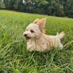 Zumi-male-maltipoo-puppy-for-sale- (5)