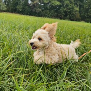 Zumi Maltipoo Zumi Maltipoo