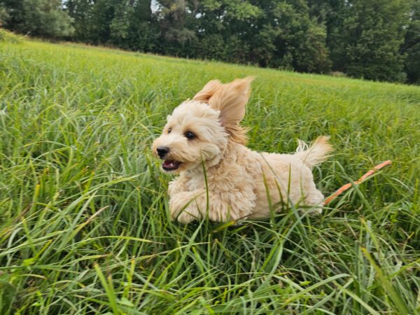 Zumi Maltipoo Zumi Maltipoo