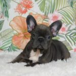 Zyva-female-french-bulldog-puppy-for-sale- (1)