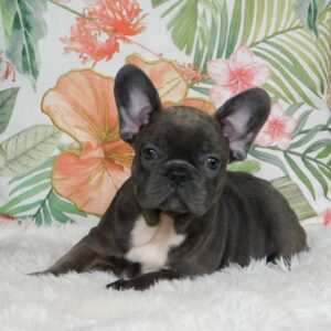 Zyva French Bulldog Zyva French Bulldog