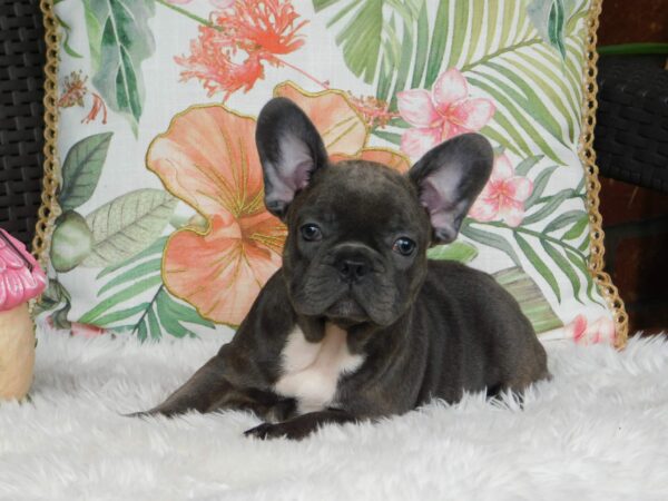 Zyva French Bulldog Zyva French Bulldog