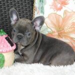 Zyva-female-french-bulldog-puppy-for-sale- (2)