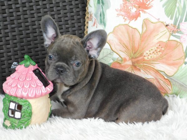 Zyva French Bulldog Zyva French Bulldog