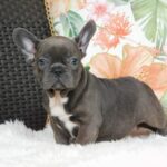 Zyva-female-french-bulldog-puppy-for-sale- (3)