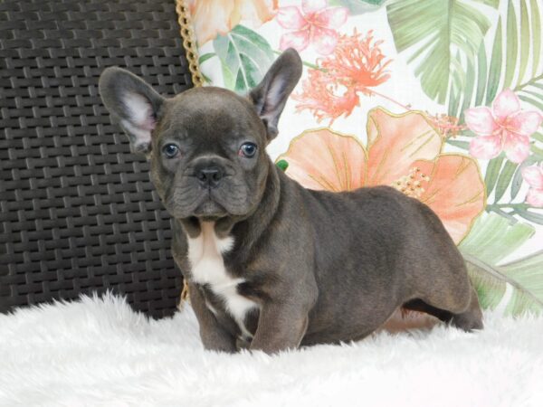 Zyva French Bulldog Zyva French Bulldog